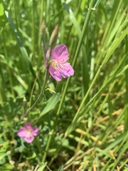 Oenothera rosea