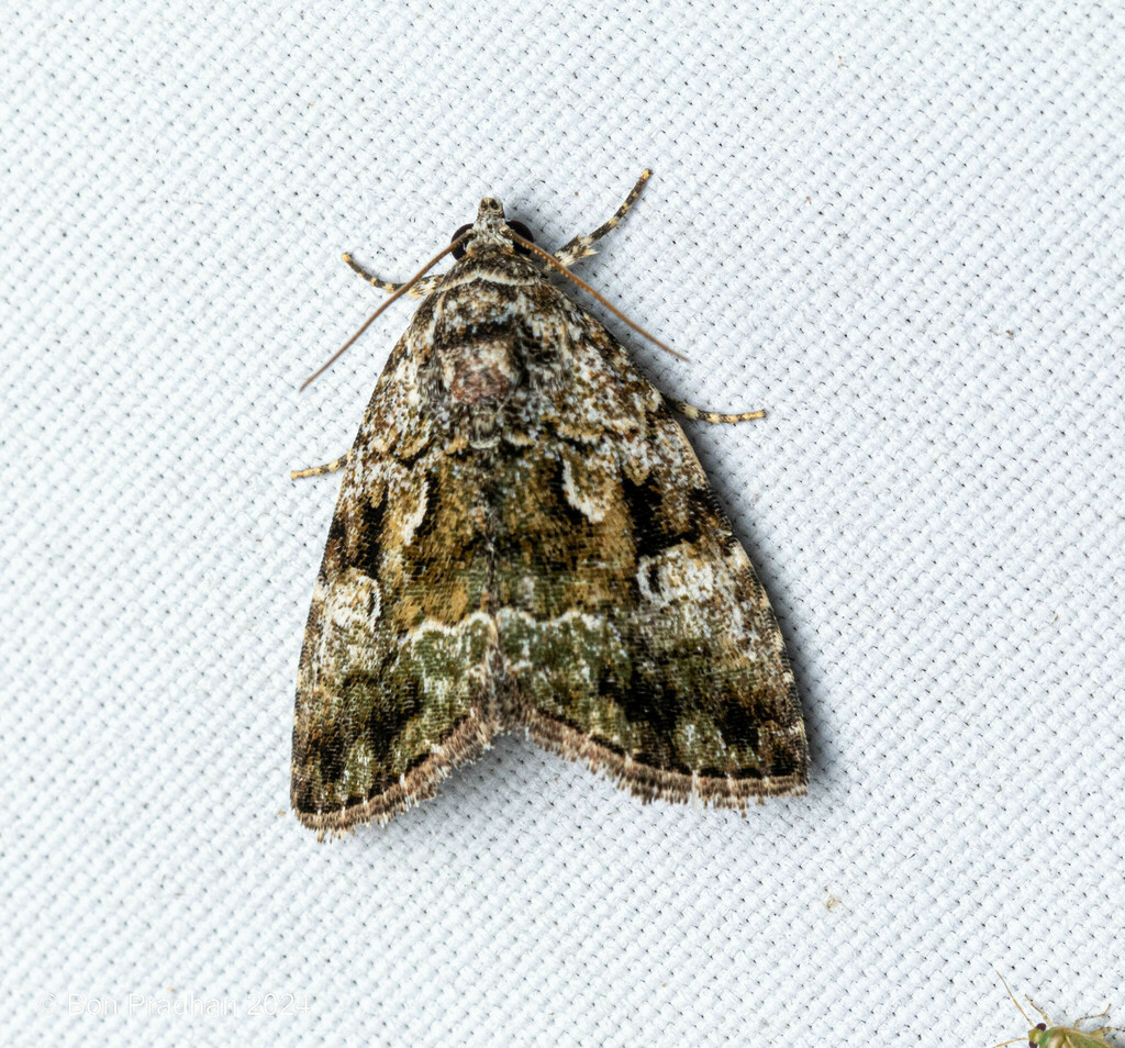 Koyaga decorata