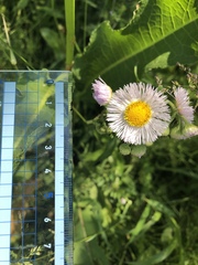 Erigeron philadelphicus