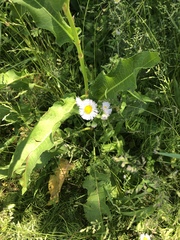Erigeron philadelphicus