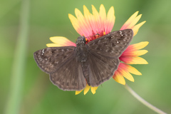 Erynnis juvenalis