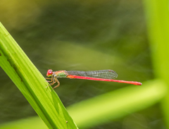 Ceriagrion chaoi