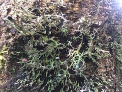 Bunodophoron australe