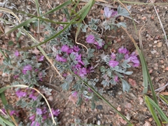 Astragalus tridactylicus