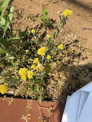 Pseudognaphalium affine