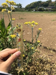 Pseudognaphalium affine