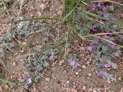Astragalus tridactylicus