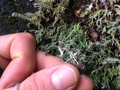 Bunodophoron australe