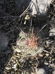 Thelocactus bicolor