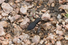 Dromochorus belfragei