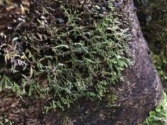 Bunodophoron australe