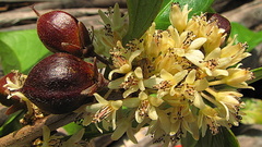 Piparea multiflora