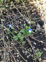 Veronica persica