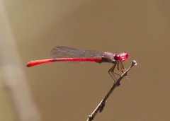 Ceriagrion praetermissum