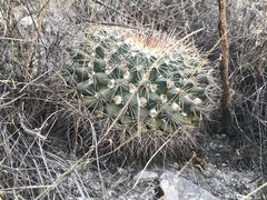 Mammillaria melanocentra melanocentra