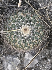 Mammillaria melanocentra melanocentra
