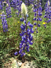 Lupinus benthamii
