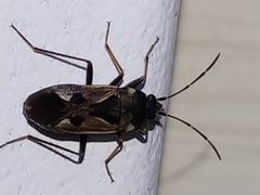 Rhyparochromus vulgaris