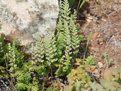 Myriopteris wootonii