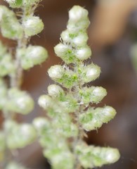 Myriopteris wootonii