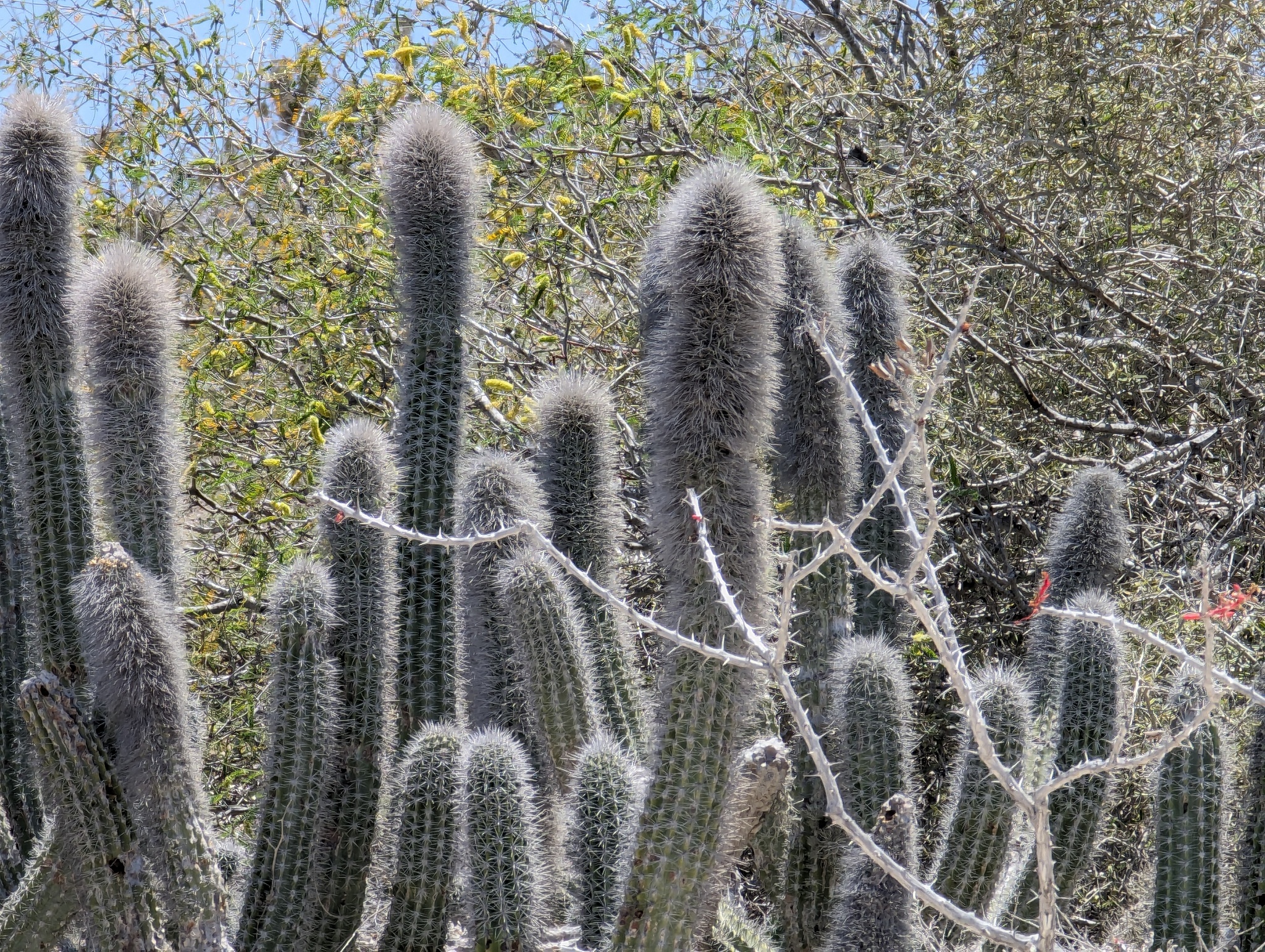 Lophocereus gatesii