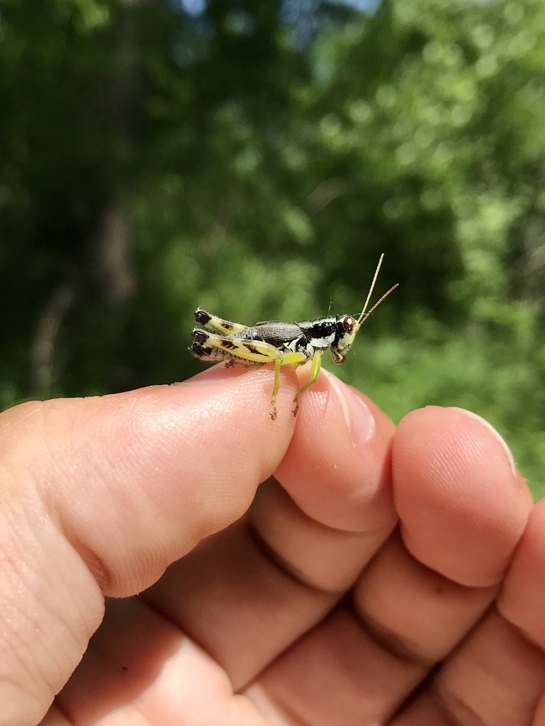 Melanoplus lilianae