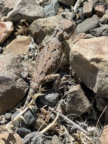 iNaturalist observation photo of Desert Horned Lizard