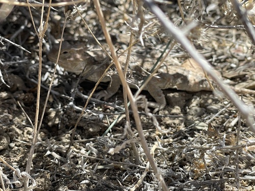 iNaturalist observation photo of Desert Horned Lizard