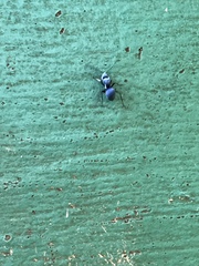 Polyrhachis cyaniventris