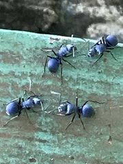 Polyrhachis cyaniventris