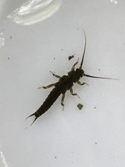 Austroperla cyrene
