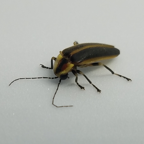 Cape Breton Firefly