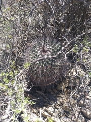 Mammillaria melanocentra melanocentra