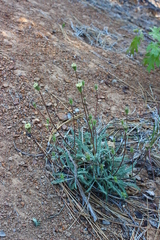 Chaenactis santolinoides