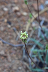 Chaenactis santolinoides