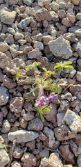 Lupinus flavoculatus