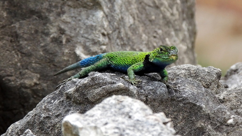 Guatemalan Emerald Spiny Lizard