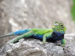 Sceloporus taeniocnemis