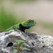 Sceloporus taeniocnemis - Photo 由 León Felipe 所上傳的 (c) León Felipe，保留部份權利CC BY-NC