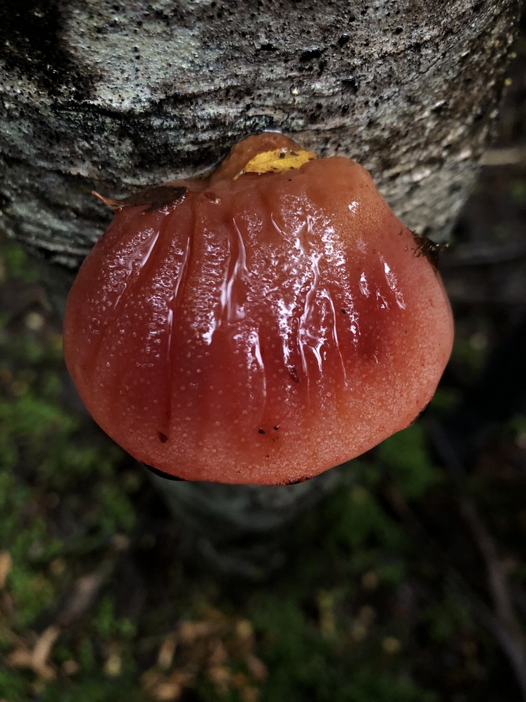 Fistulina antarctica · May 2024 · photo: © p_eregrina (iNaturalist, cc-by)