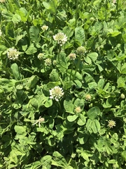 Trifolium repens