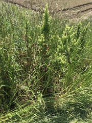 Rumex