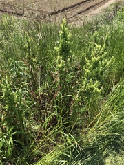 Rumex