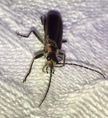 Podabrus brevicollis