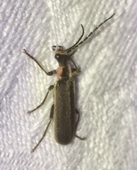 Podabrus brevicollis