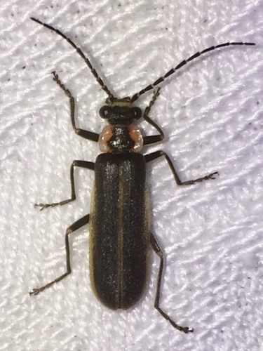 Short-collared Soldier Beetle