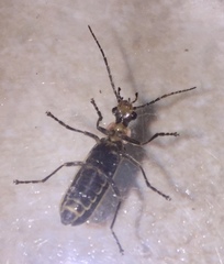 Podabrus brevicollis
