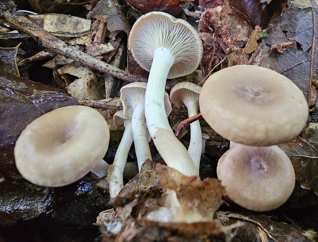 Clitocybe sp. 'IN10'