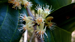 Piparea multiflora