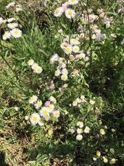 Erigeron philadelphicus